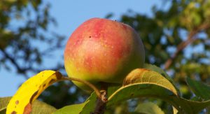 Jabłko_-_owoc1