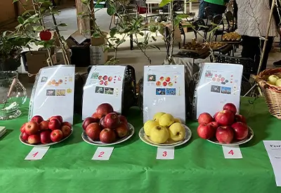 Æbler til Fødevaremarkedet i Plums