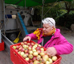 Else Marie fra bestyrelsen har travlt med at læsse æbler i pressen.